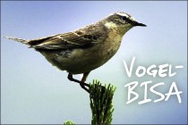Vogel-BISA